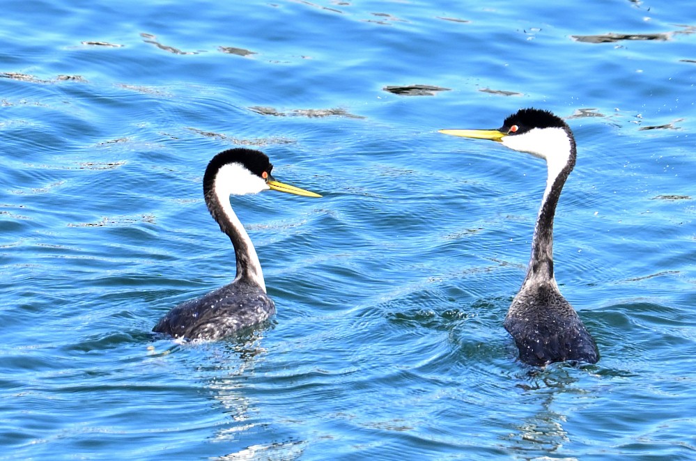 Western Grebe - Roy Fisher