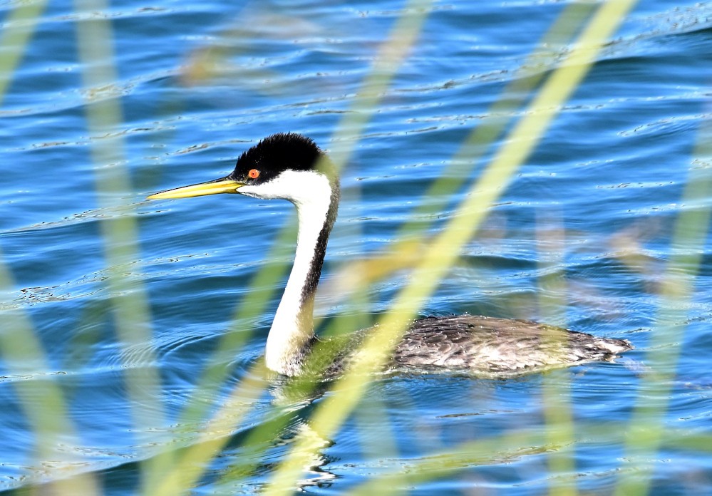 Western Grebe - ML507501871