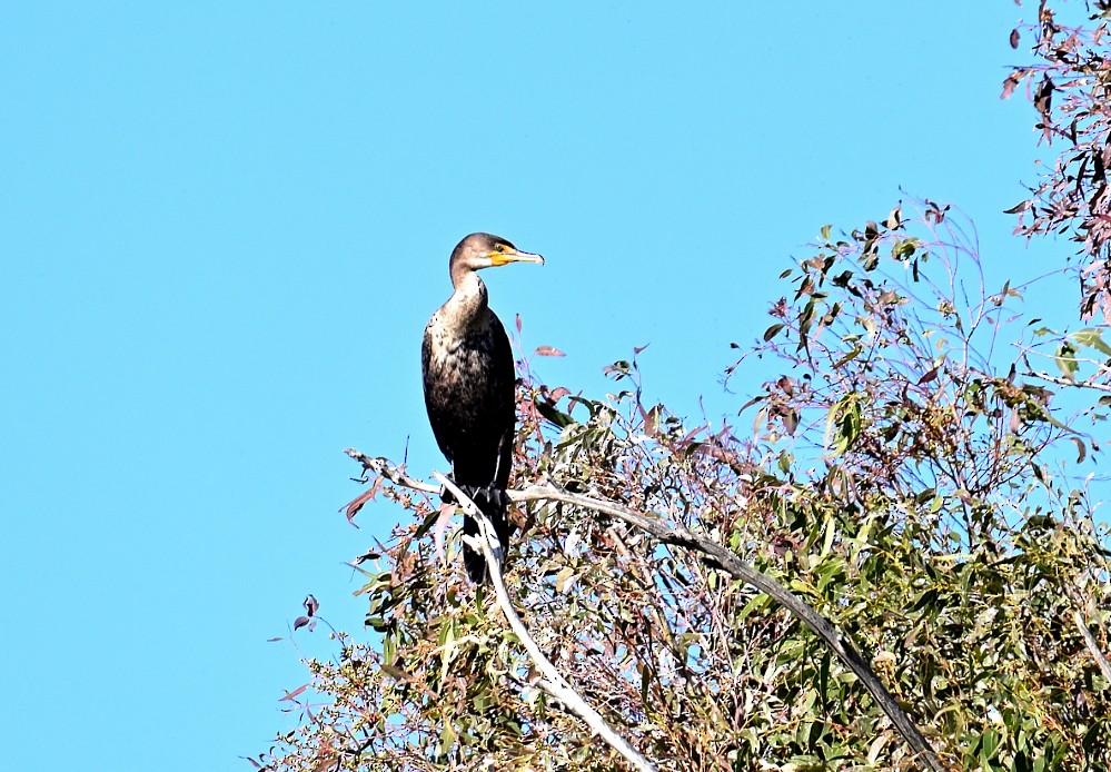 Double-crested Cormorant - ML507502091