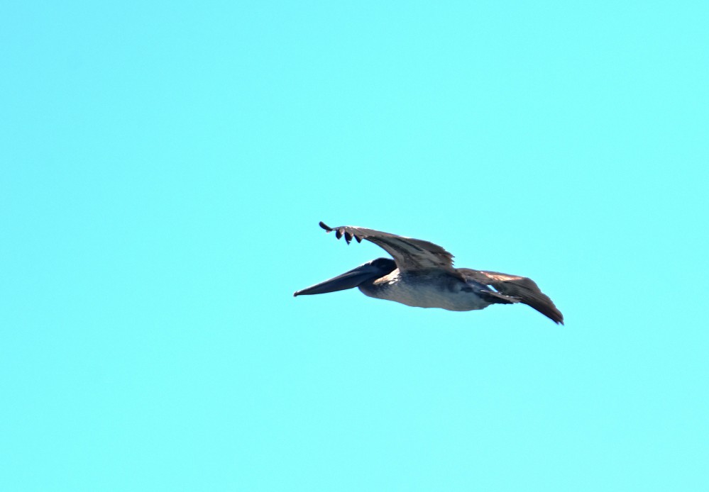 American White Pelican - ML507502241