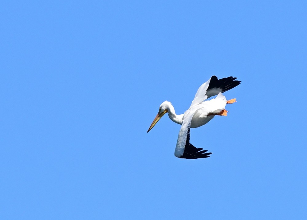 American White Pelican - ML507502251