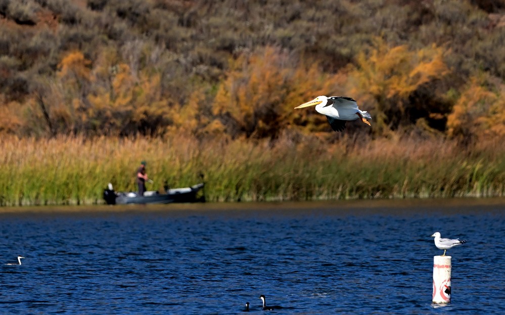 American White Pelican - ML507502311