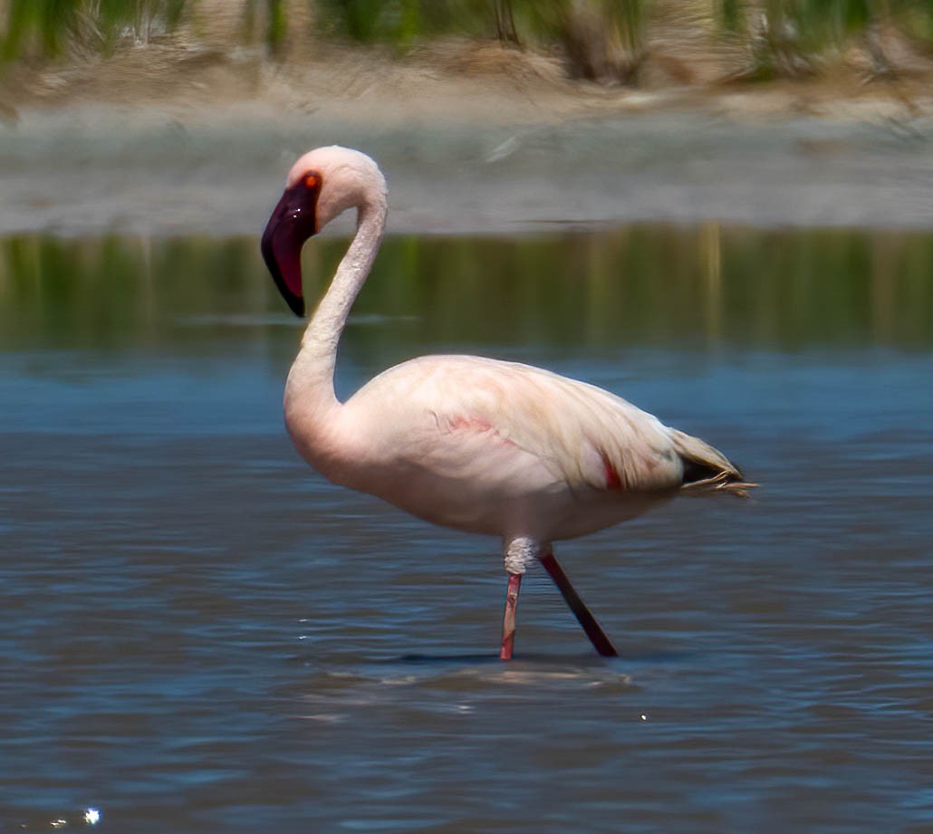 Lesser Flamingo - ML507502611