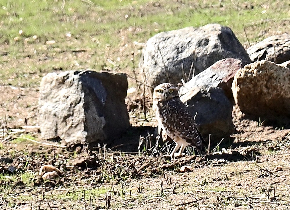 Burrowing Owl - ML507503091