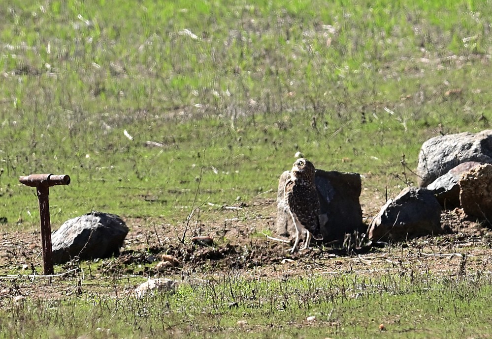 Burrowing Owl - ML507503101
