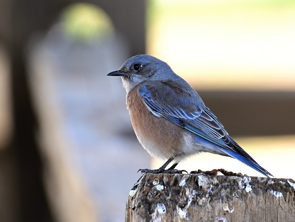 Western Bluebird - ML507503271