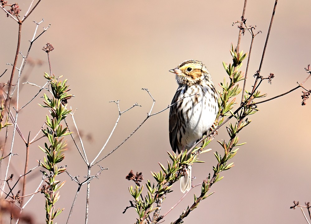 Savannah Sparrow - ML507503351