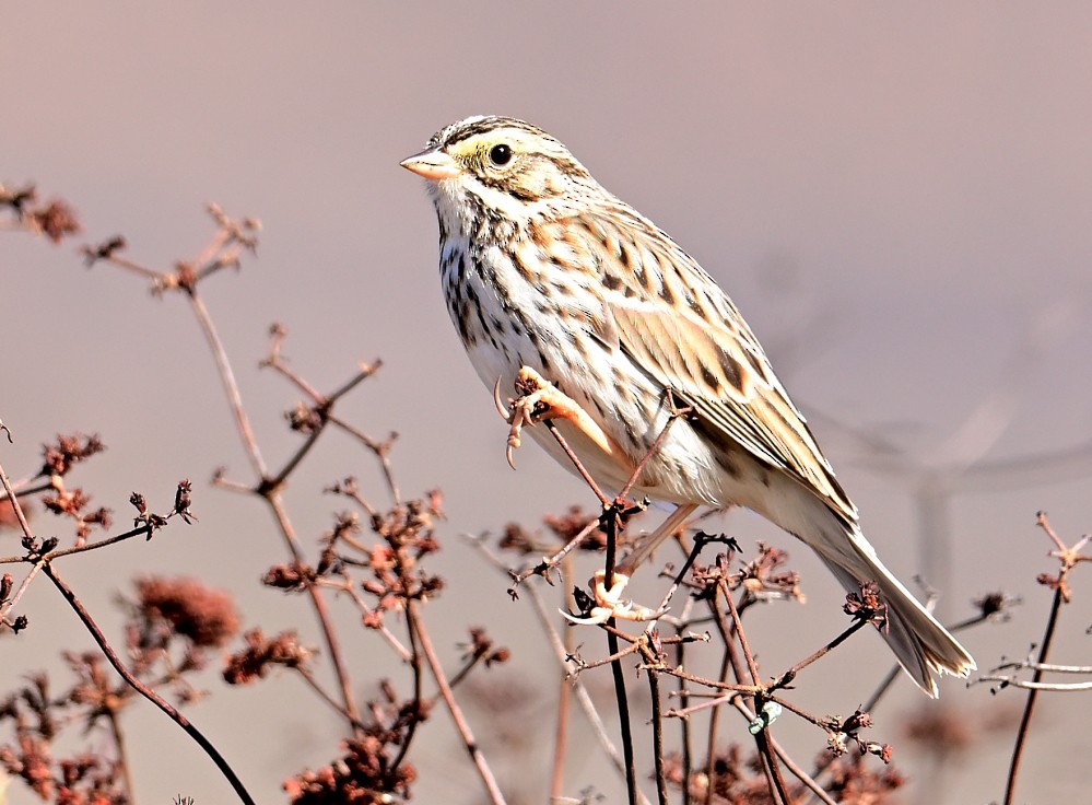 Savannah Sparrow - ML507503361