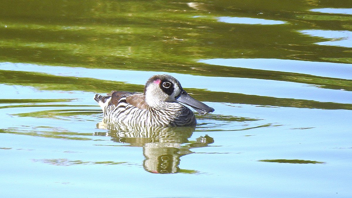 Pink-eared Duck - ML507503511