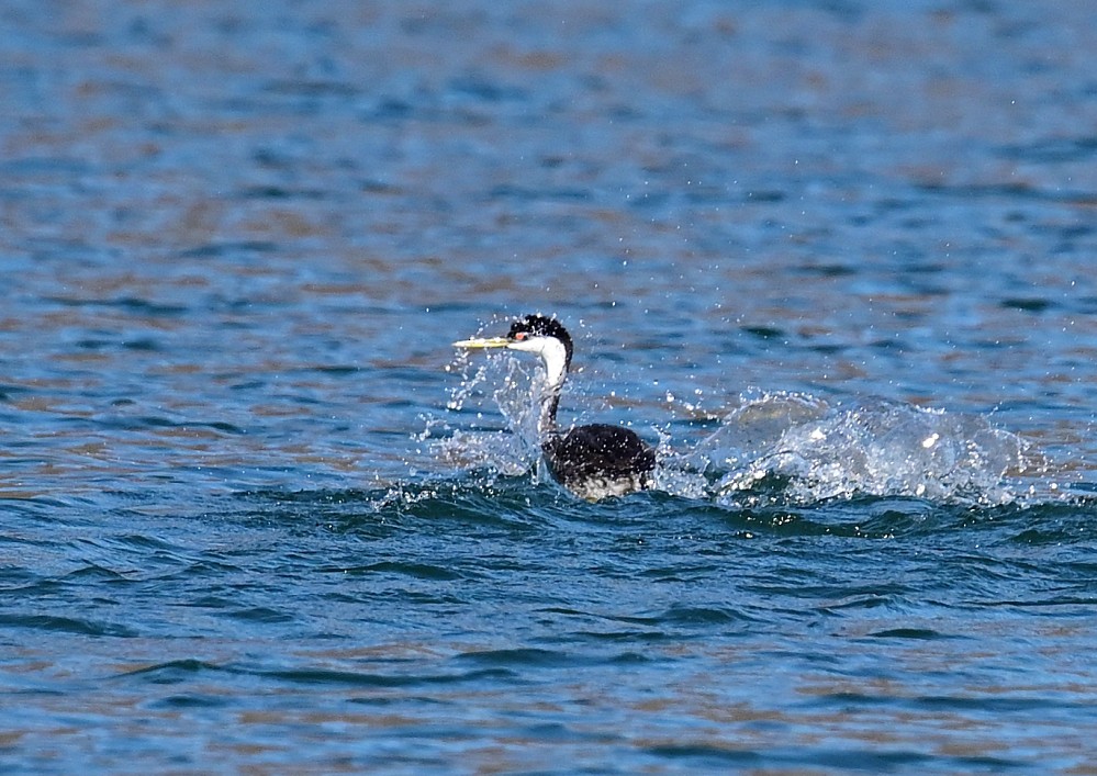 Western Grebe - ML507503591