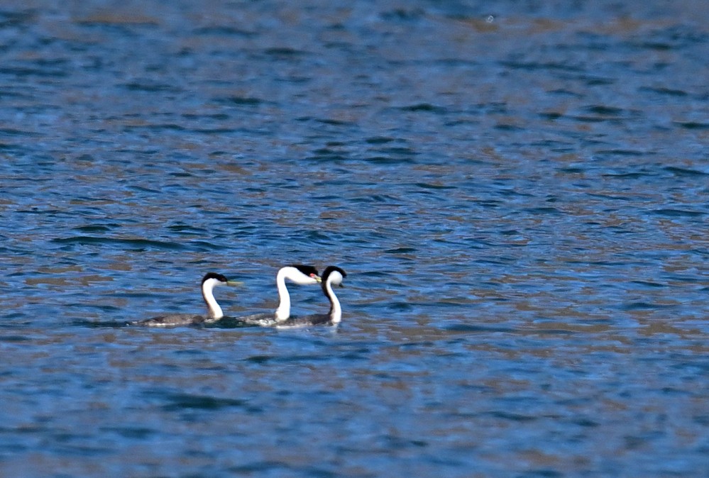 Western Grebe - ML507503601