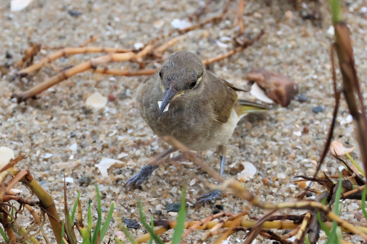 Brown Honeyeater - Mark and Angela McCaffrey