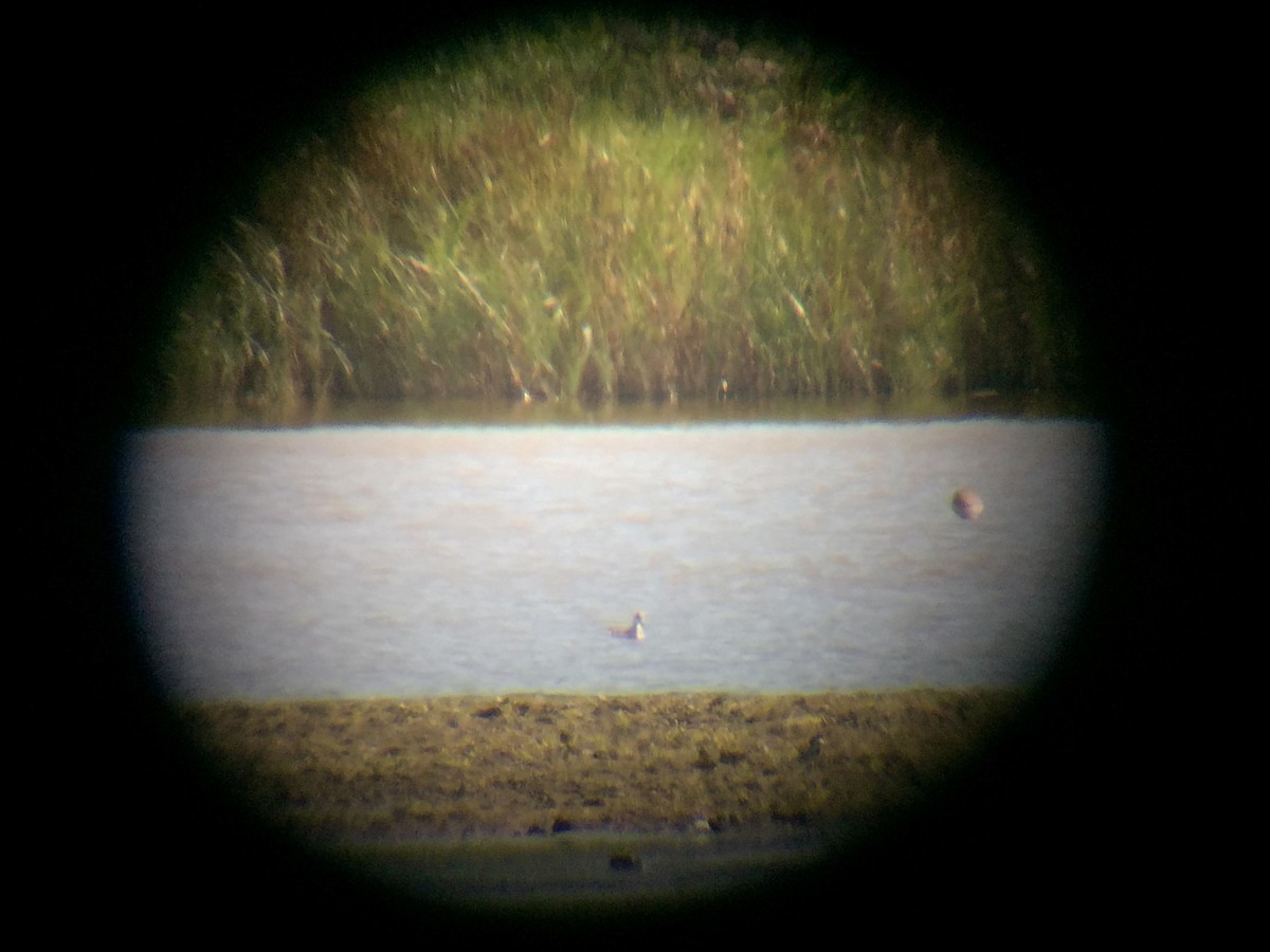Wilson's Phalarope - ML507505221