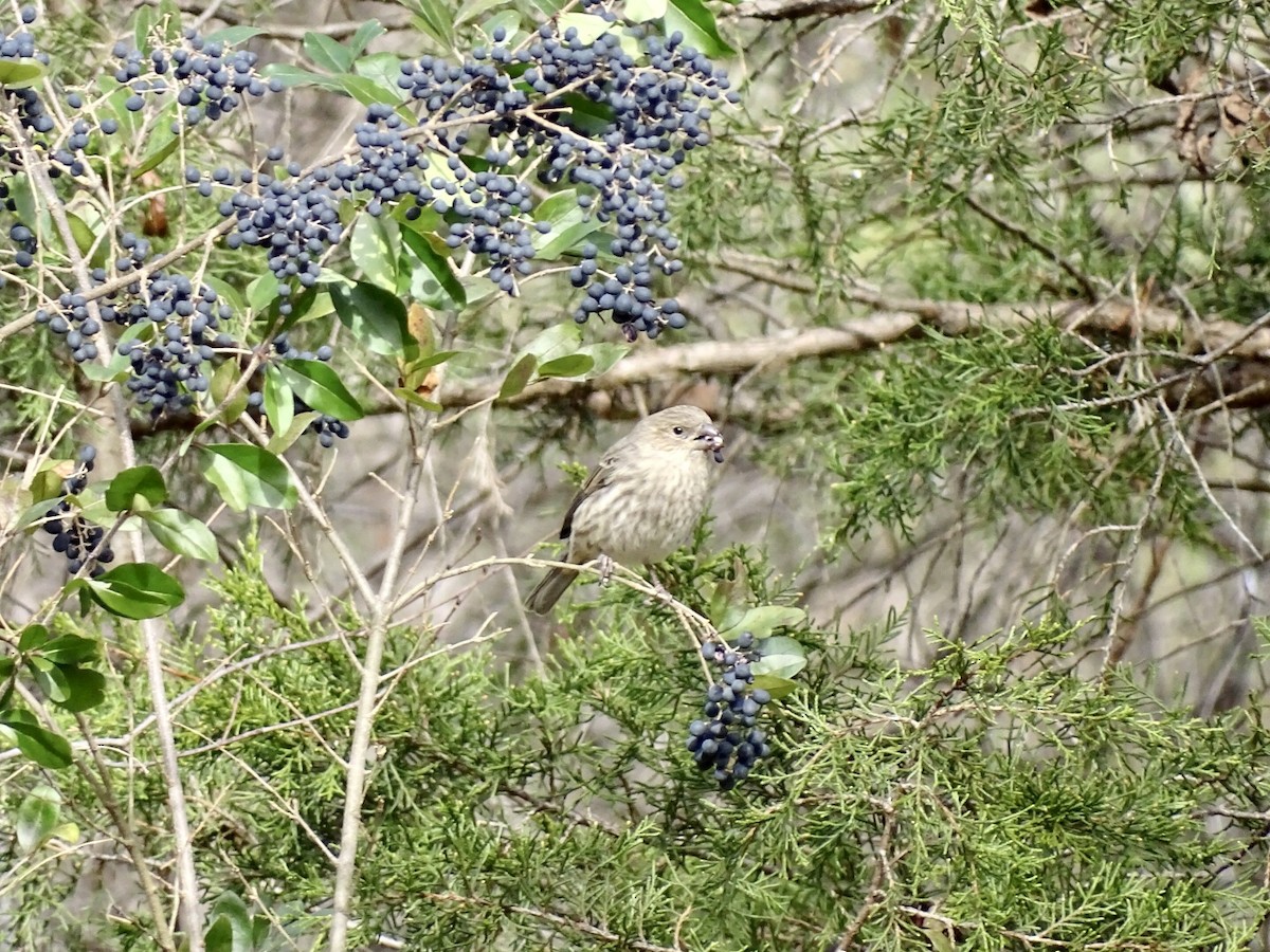 House Finch - ML507505471