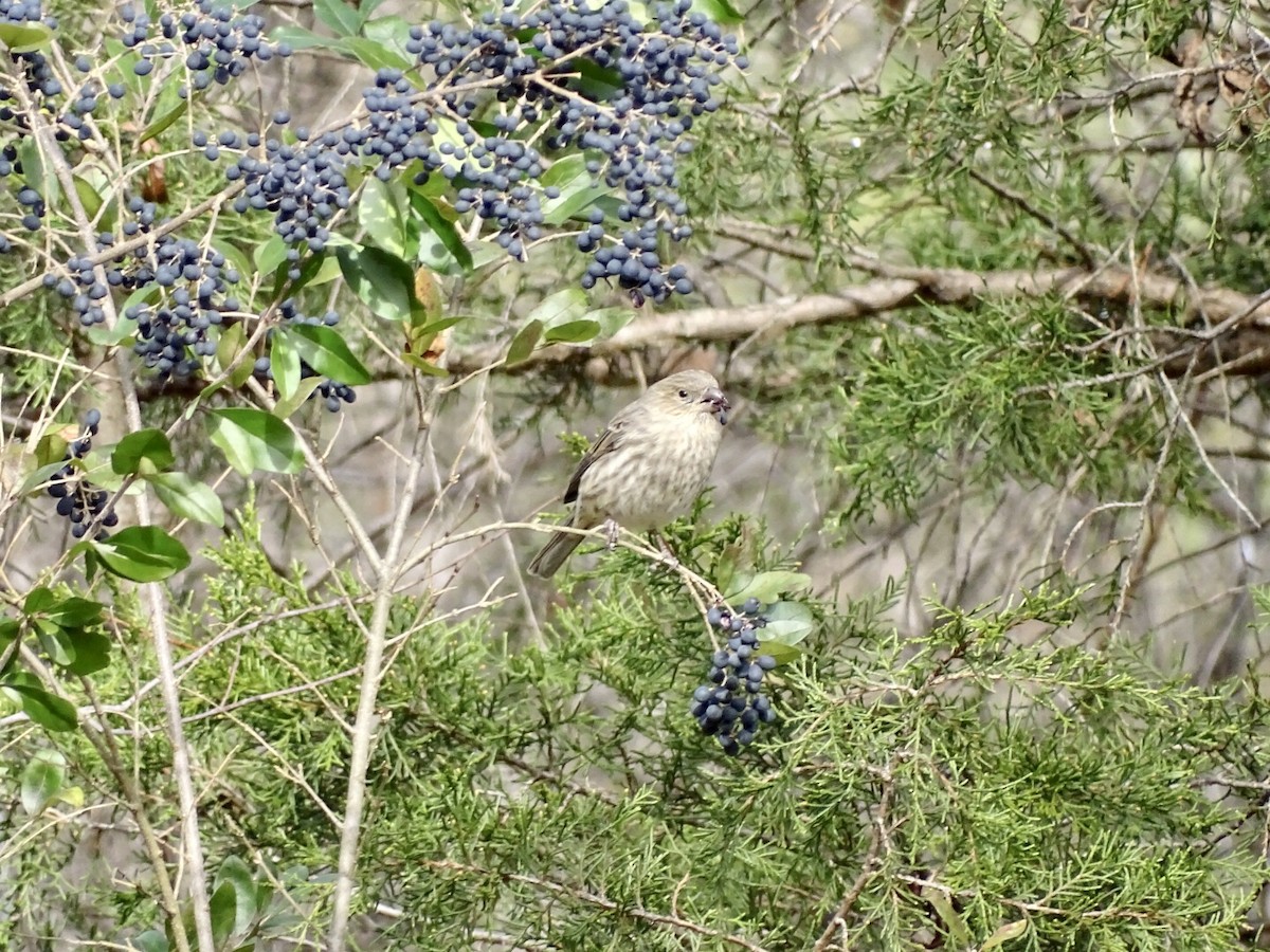 House Finch - ML507505481