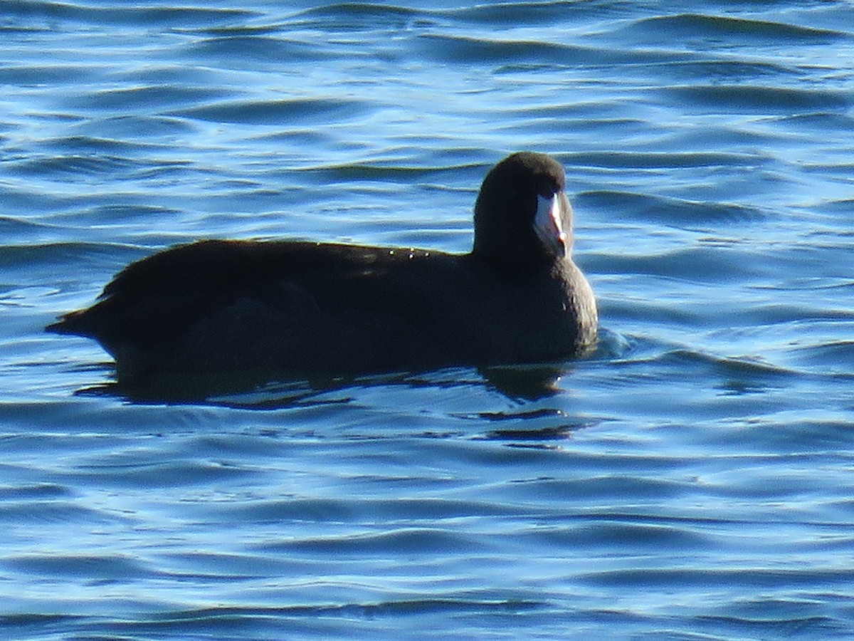 American Coot - ML507507111