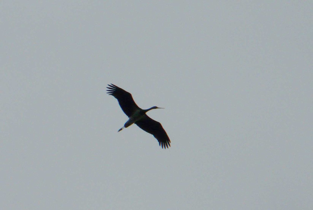 Black Stork - ML507507181