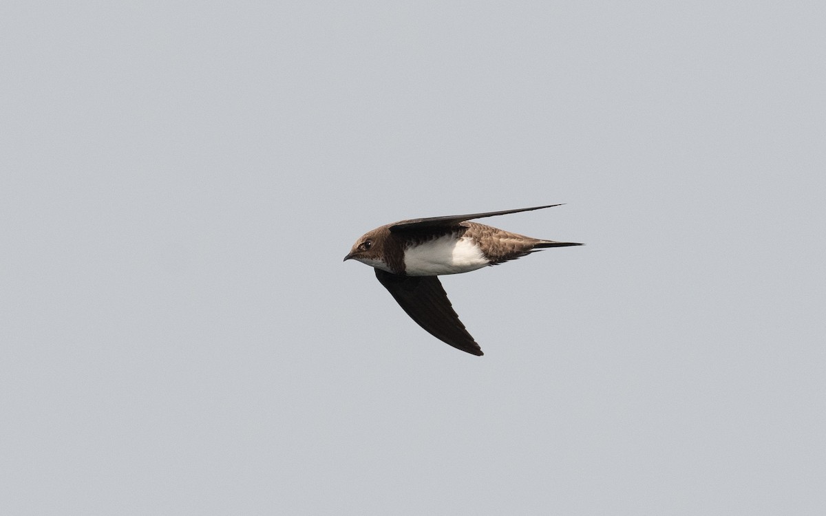 Alpine Swift - ML507507831