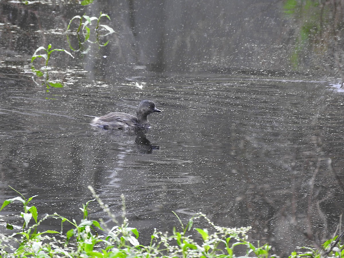 Least Grebe - ML507507991