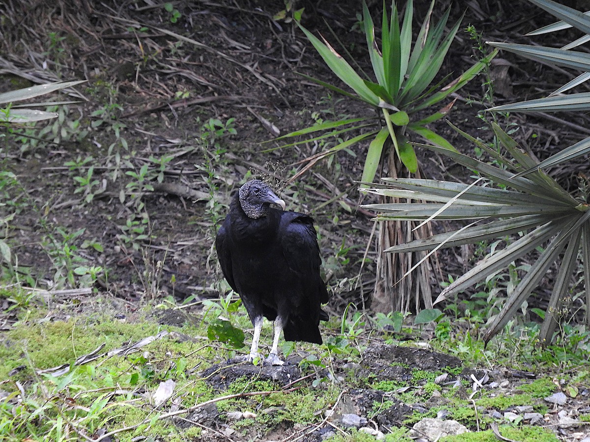 Black Vulture - ML507508841