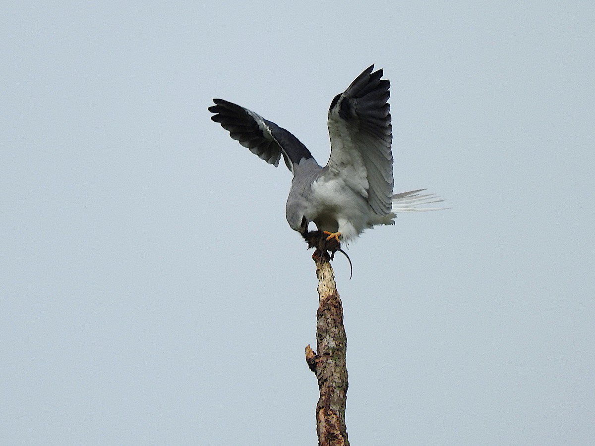 White-tailed Kite - ML507508931