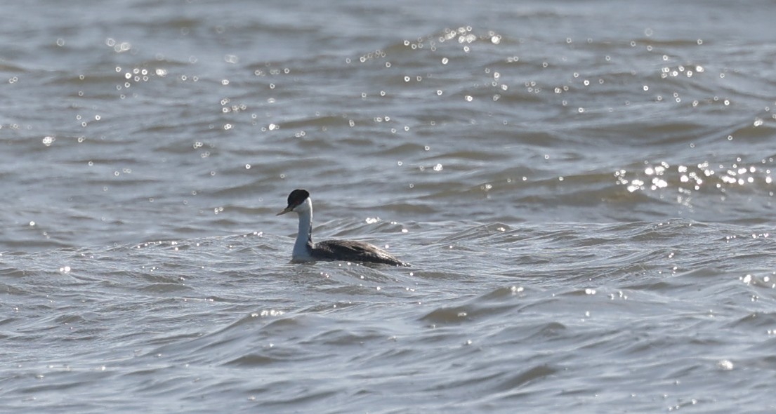 Western Grebe - ML507509271