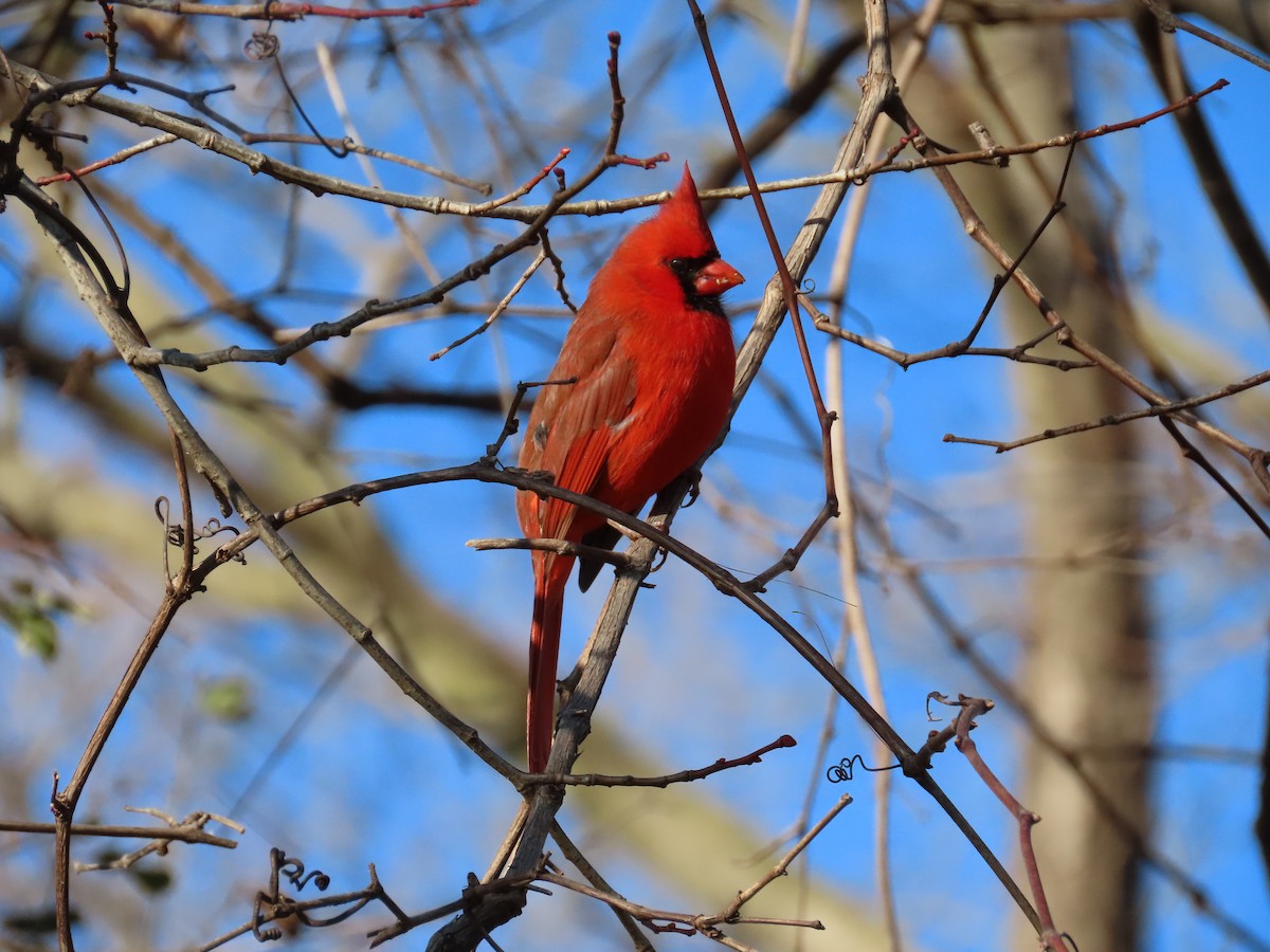 Northern Cardinal - ML507509341