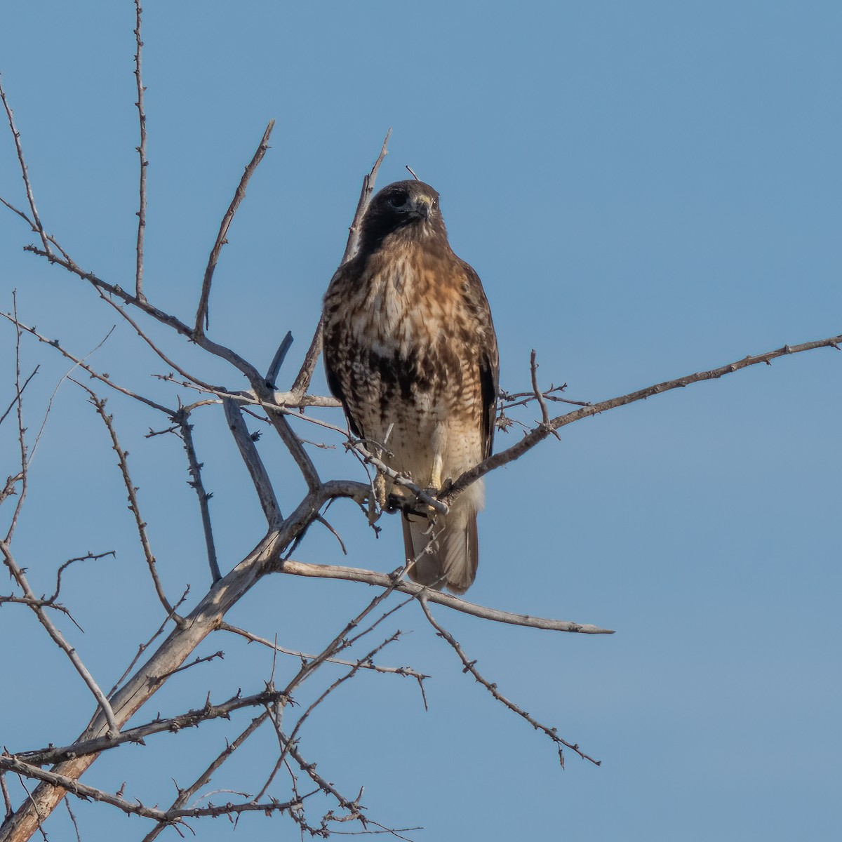 Red-tailed Hawk - ML507509501