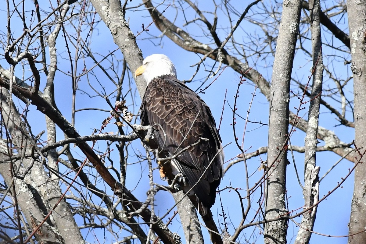 Bald Eagle - ML507510421
