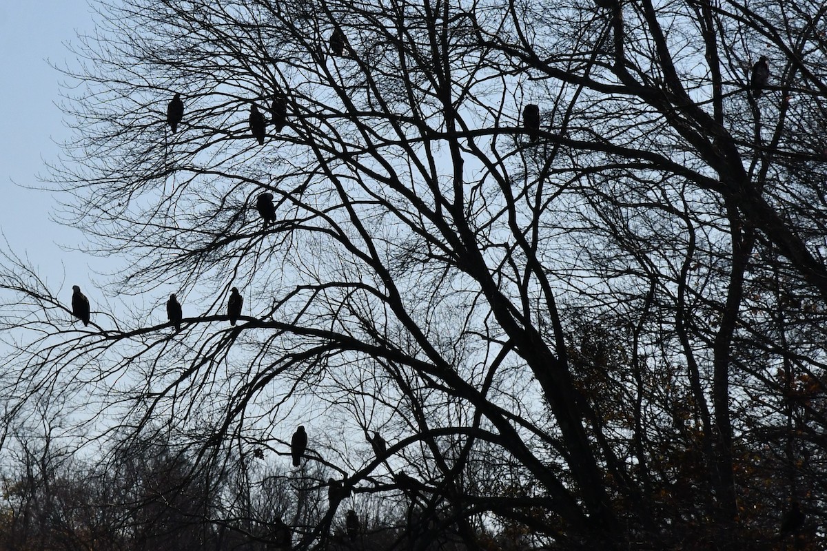 Bald Eagle - ML507510511