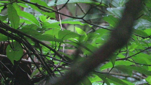 Amazon Bıyıklı Çıtkuşu - ML507511291