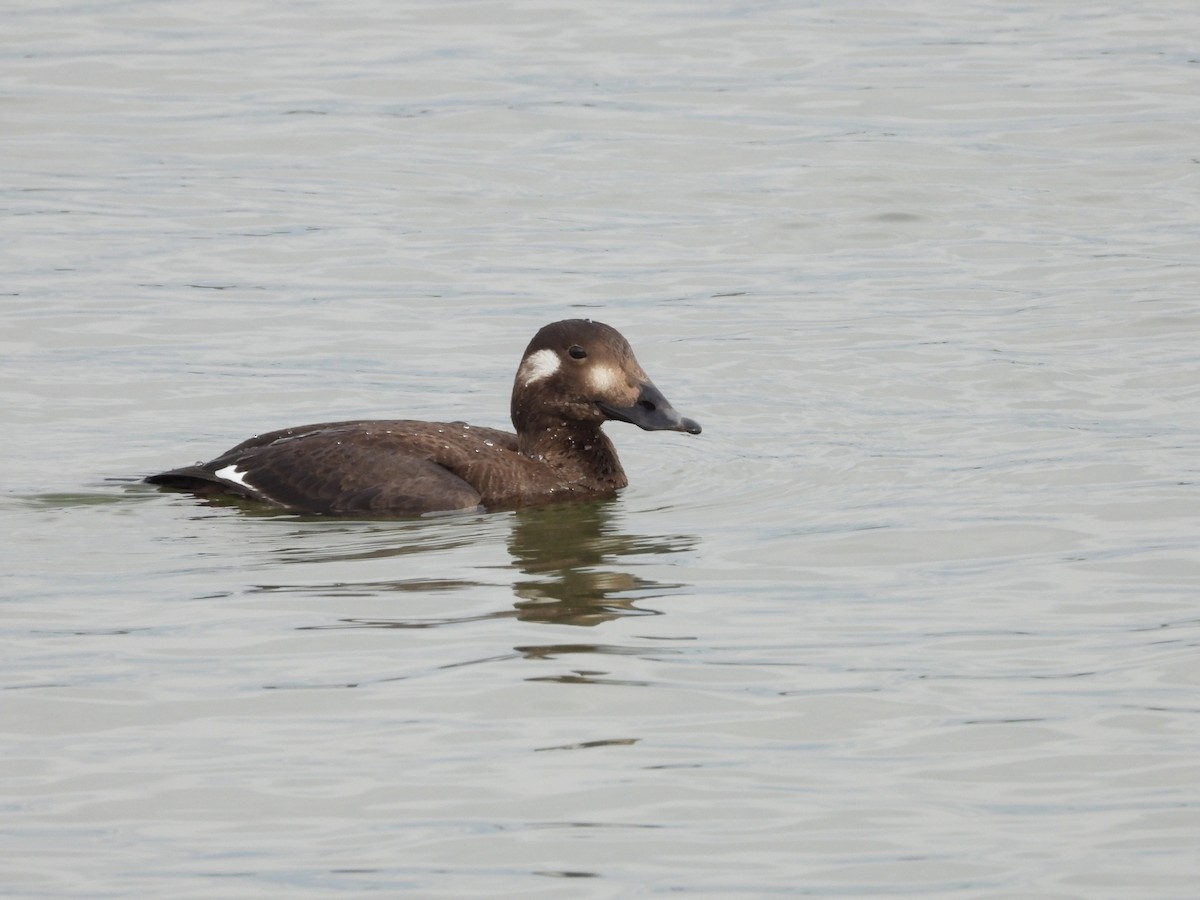 White-winged Scoter - ML507513021