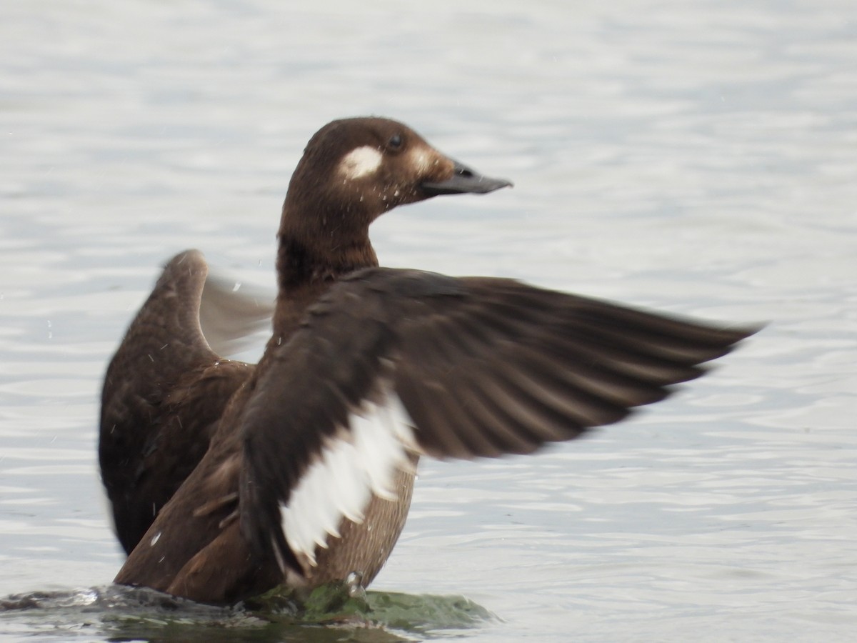 White-winged Scoter - ML507513031