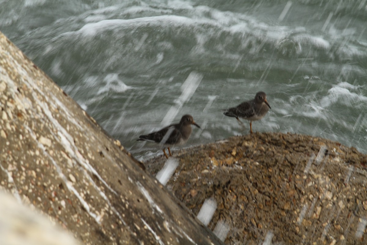 Purple Sandpiper - ML507513391