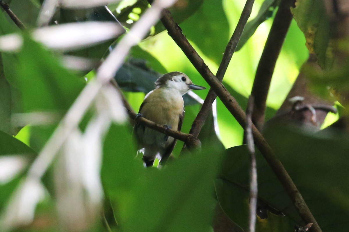 Banda Sea Monarch - ML507513881