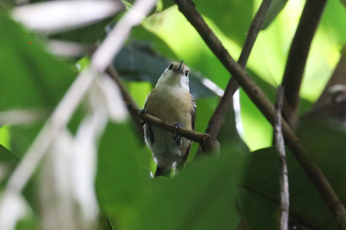 Banda Sea Monarch - ML507513901