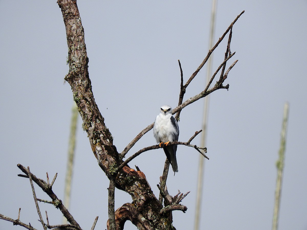 White-tailed Kite - ML507515131