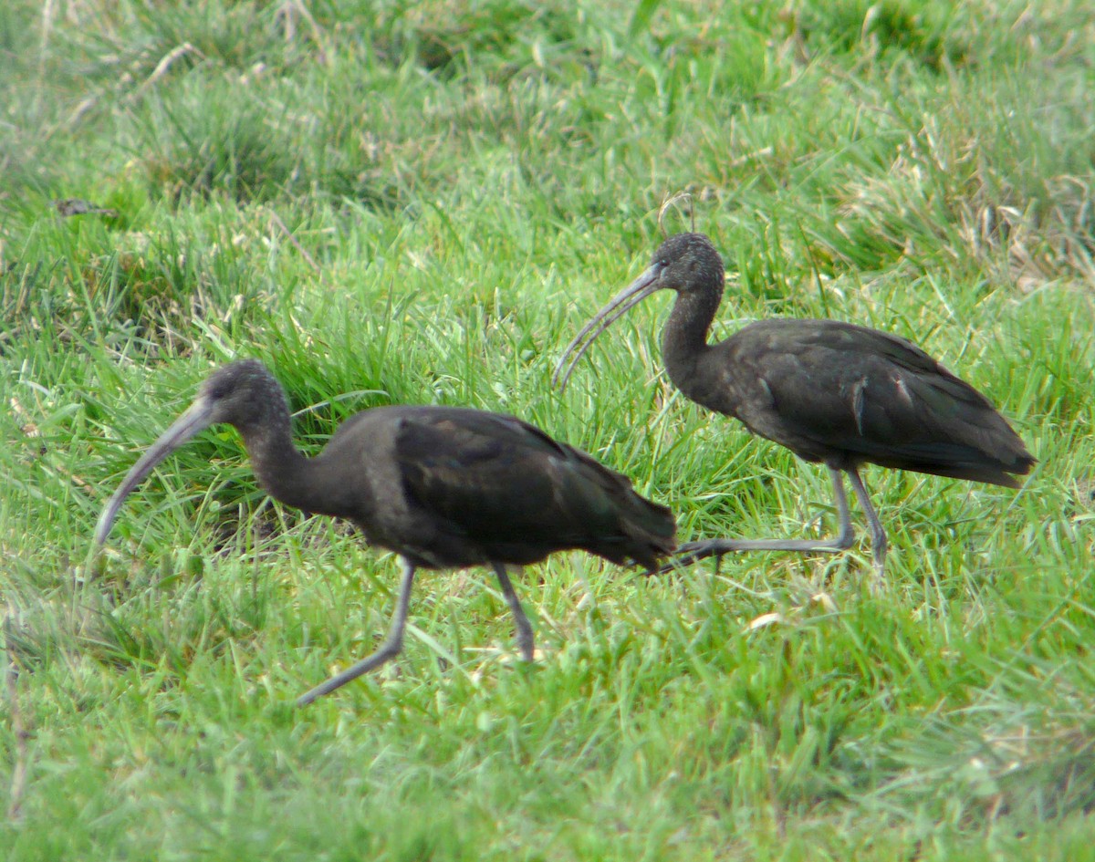 ibis hnědý - ML507516261