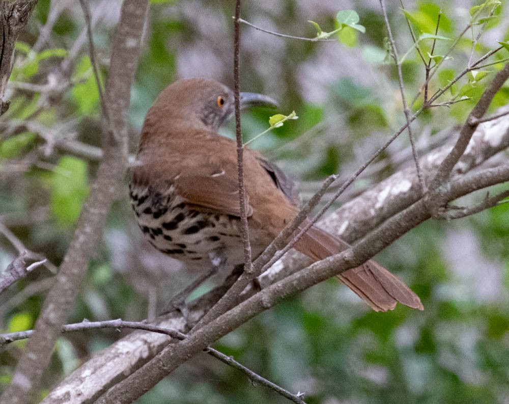 Long-billed Thrasher - ML507516601
