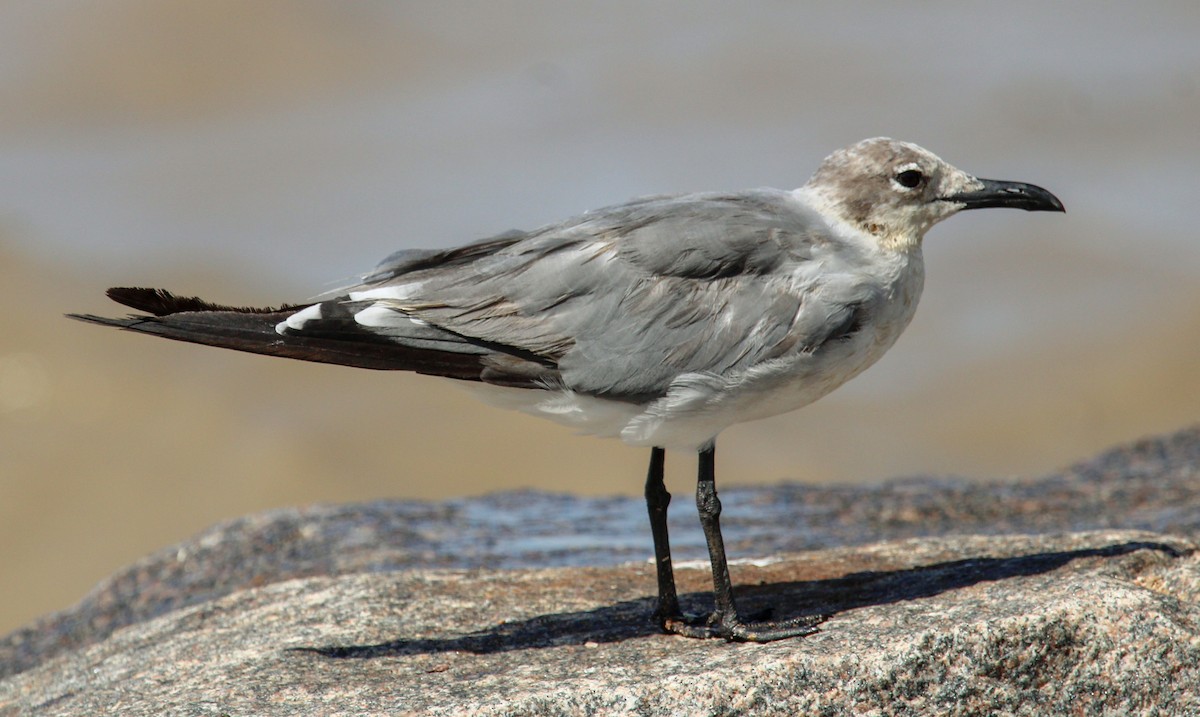 Laughing Gull - Jeffrey McCrary