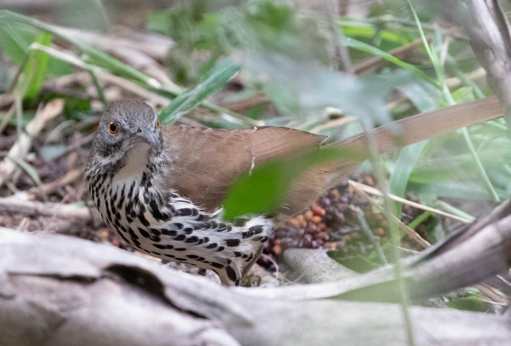 Long-billed Thrasher - ML507517401