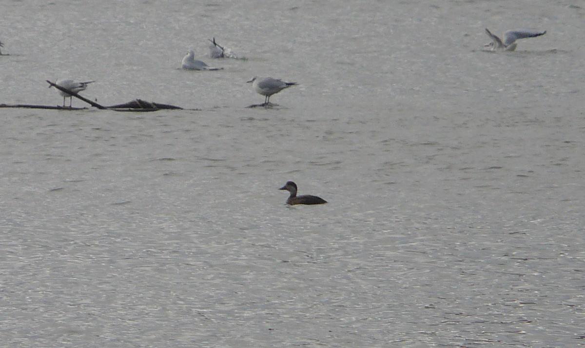 Common Scoter - ML507517531