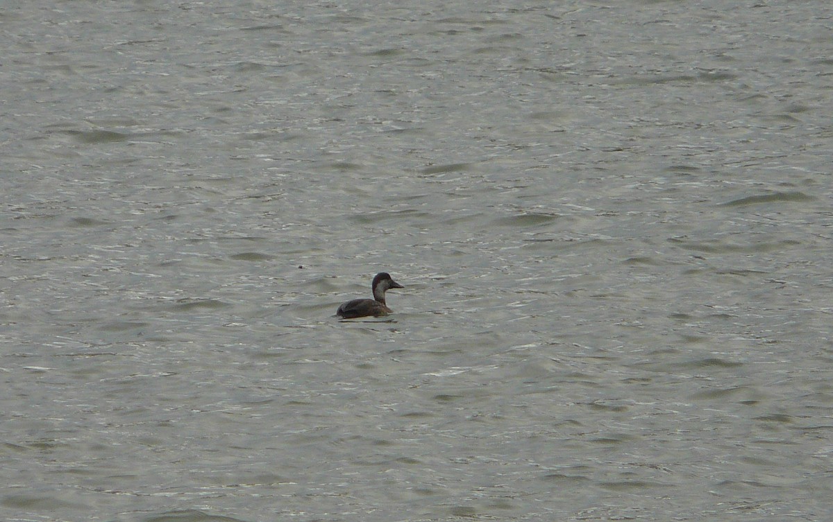 Common Scoter - ML507517541