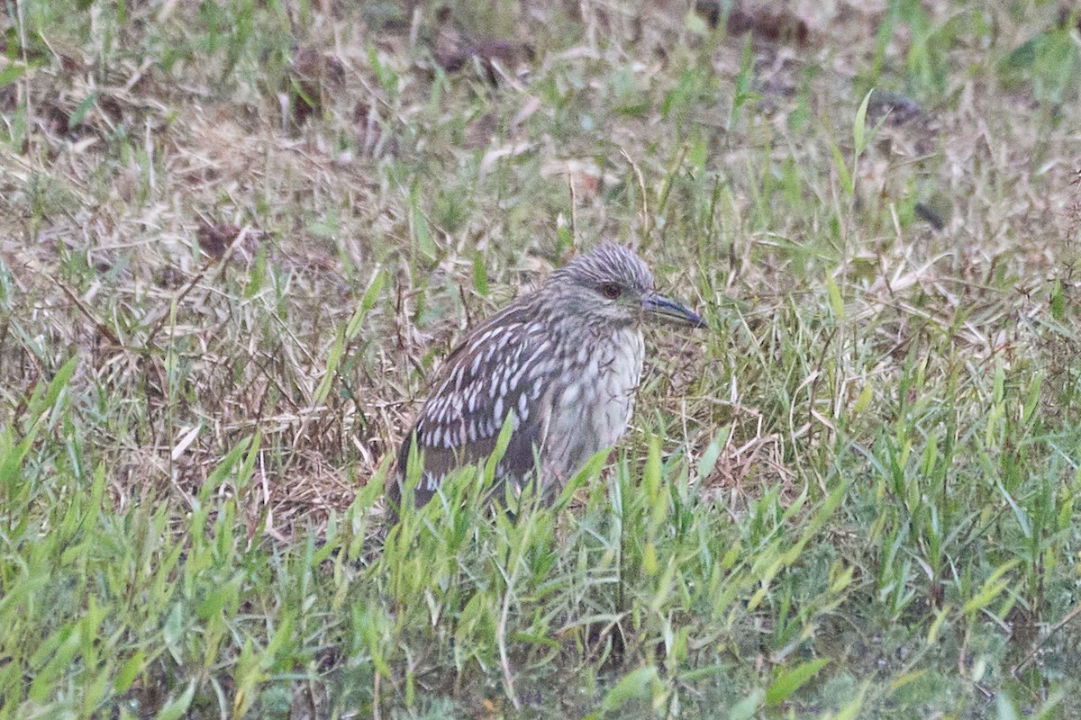 Black-crowned Night Heron - ML507517921