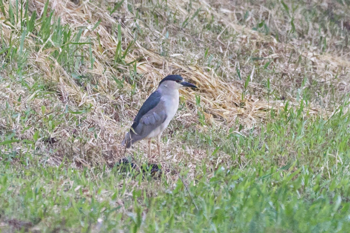 Black-crowned Night Heron - ML507517931