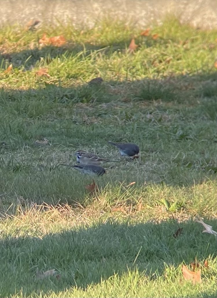 Lark Sparrow - paul u