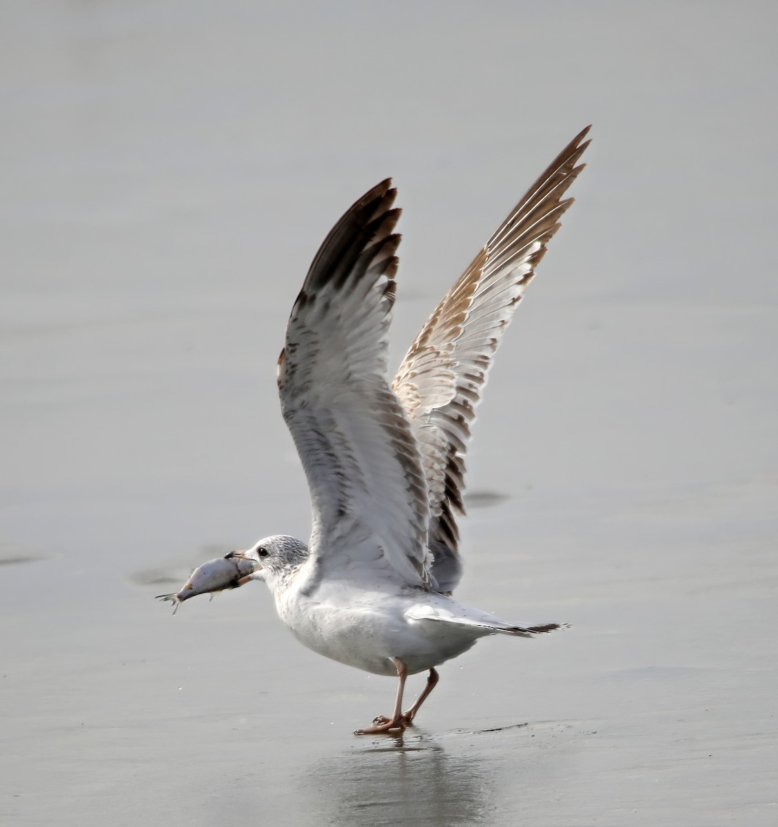 Ring-billed Gull - ML507518971