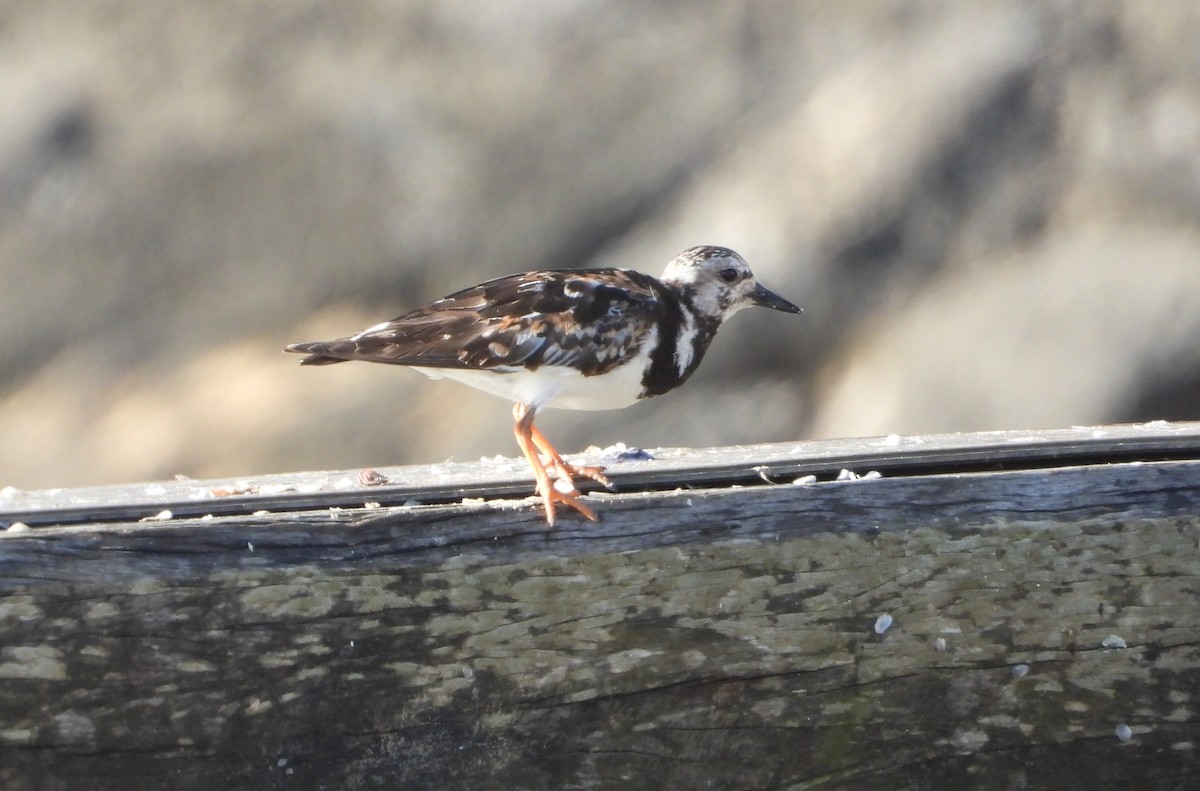 Ruddy Turnstone - ML507519541