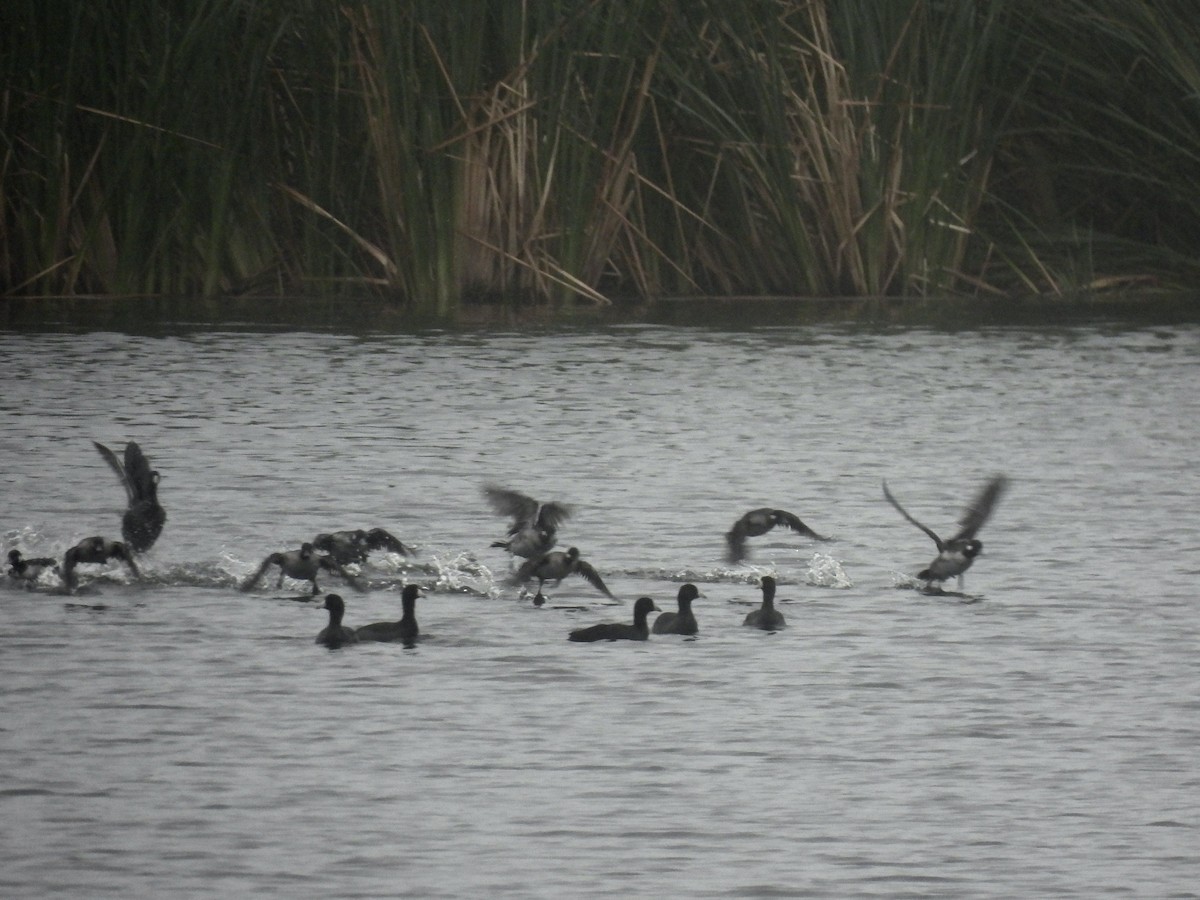 American Coot - ML507519591