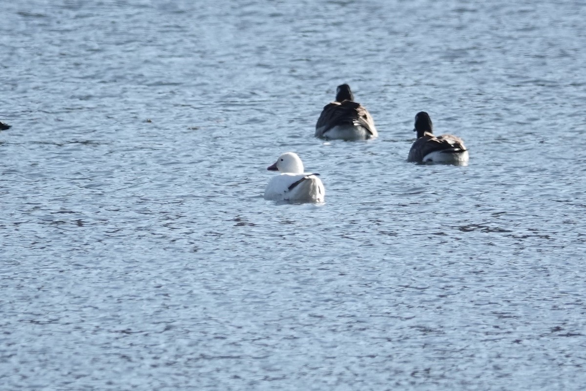 Snow Goose - ML507519781